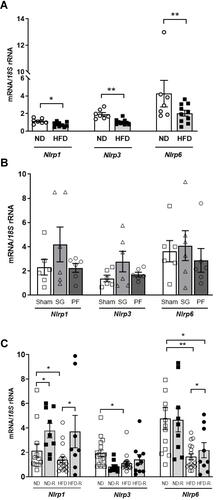 Figure 4 Impact of weight loss achieve by bariatric surgery and caloric restriction on the inflammasome components. (A) Gene expression levels of Nlrp1, Nlrp3 and Nlrp6 in the colon from rats fed a normal diet (ND) or a high-fat diet (HFD). (B) mRNA levels of Nlrp1, Nlrp3 and Nlrp6 in the colon from rats submitted to sleeve gastrectomy (SG) surgery and fed a ND. (C) Gene expression levels of Nlrp1, Nlrp3 and Nlrp6 in the colon from rats fed a normal diet (ND) or a high-fat diet (HFD) and a 25% of caloric restriction (ND-R and HFD-R). Bars represent the mean ± SEM. Unpaired Student’s t-test was used to observe differences between ND vs HFD control groups while the effect of the SG and diet was evaluated by a two-way ANOVA followed by Tukey’s tests. *P<0.05 and **P<0.01.