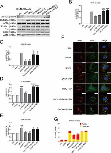 Figure 7. PIP promotes SNCA autophagic degradation via P2RX4 activation. SK-N-SH cells were transfected with SNCA, and after 24 h, PIP was added at a concentration of 25 μM for 24 h. IVE (a positive allosteric effector of P2RX4; 10 μM for 24 h) served as a positive control, while 5-BDBD (a potent P2RX4 receptor antagonist; 5 μM for 24 h) served as a negative control. (A) Hs-SNCA, p-SNCA, LC3-II and SQSTM1/p62 levels were elevated by western blotting. (B–C) Quantitative analysis of Hs-SNCA (B) and p-SNCA (C) levels in SK-N-SH cells. The normalized ratio for the SNCA group was taken as 1. (D–E) Quantitative analysis of LC3-II (D) and SQSTM1/p62 (E) levels in SK-N-SH cells. The normalized ratio for the con group was taken as 1. (F) Autophagy flux was evaluated by counting autophagosome (RFP-GFP double positive puncta) and autolysosomes (RFP-single positive puncta) in mRFP-GFP-LC3 primary neurons. Scale bar = 10 µm. (G) The mean number of RFP and GFP dots were determined manually (n = 10 cells). Data are expressed as means ± SD (one-way analysis of variance). ###P < 0.001, ####P < 0.0001 vs. con; *P < 0.05, **P < 0.01, ***P < 0.001, ****P < 0.0001 vs. SNCA; &P < 0.05, &&&P < 0.001, &&&&P < 0.0001 vs. SNCA+PIP (n = 3).