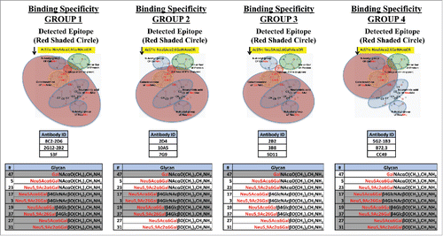 Figure 1. Binding groups determined for anti-STn antibodies. mAbs were grouped based on their binding specificities toward O-glycans. Group 1: mAbs bind STn only (Neu5Acα2,6GalNAcαO). Group 2: mAbs bind to Neu5Acα2,6Gal(NAc)αO. Group 3: mAbs bind to Neu5Acα2,6Gal(NAc)αO and Neu5Acα2,6Gal(NAc)β1,4Glc(NAc)βO. Group 4: mAbs bind to STn and Tn (GalNAcαO). All mAbs also bind the corresponding 9-O-acetylated and Neu5Gc O-glycans. The red shaded circles in the figure and non-greyed out glycans in the table represent the detected epitope for each group.