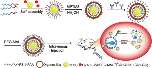 Scheme 1 Schematic illustration of nanovesicles synthesis and the antitumor mechanism triggered by HIFU and CD133-grafted Cy5.5/PFOB@P-HVs.