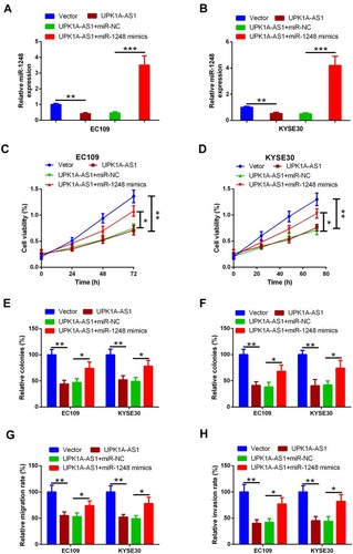 Figure 4 UPK1A-AS1 regulates ESCC cell proliferation, migration, and invasion partially by sponging miR-1248. (A and B) qRT-PCR analysis of miR-1248 expression in EC109 and KYSE30 cells following transfection with UPK1A-AS1 and miR-1248 mimic. (C and D) Results of CCK-8 assay in EC109 and KYSE30 cells transfected with UPK1A-AS1 overexpressing plasmids alone or co-transfected with UPK1A-AS1 overexpressing plasmids and miR-1248 mimic. (E and F) Results of plate colony formation assay and soft agar colony formation assay in EC109 and KYSE30 cells transfected with UPK1A-AS1 alone or with miR-1248 mimic. (G and H) Results of scratch-healing assay in EC109 and KYSE30 cells transfected with UPK1A-AS1 alone or with miR-1248 mimic. (F) Results of transwell invasion assay in EC109 and KYSE30 cells transfected with UPK1A-AS1 alone or with miR-1248 mimic. *P < 0.05, **P < 0.01, ***P < 0.001.