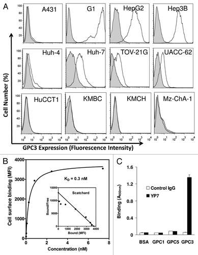 Figure 2. Characterization of YP7 binding properties. (A) Flow cytometry analysis using a panel of endogenous GPC3–expressed human cell lines. Four HCC (HepG2, Hep3B, Huh4, Huh7), four CCA (HuCCT1, KMBC, KMCH and Mz-ChA-1), one ovarian CCC (TOV-21G) and one melanoma (UACC-62) cell lines were shown. Filled peak: isotype control. (B) Binding affinity measurement of YP7 against cell surface-associated GPC3. MFI: mean fluorescence intensity. The Scatchard plot and the KD value were calculated using Prism. (C) Binding of YP7 on recombinant GPC1, GPC3 and GPC5 proteins.
