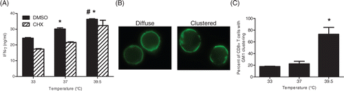 Figure 3. Mild hyperthermia does not affect new protein synthesis but induces GM1 clustering in the plasma membrane. (A) Effector Pmel-1 CD8+ T cells were incubated at 33°, 37°, or 39.5°C for 6 h in the presence of 10 µm cycloheximide then stimulated with gp10025–33 peptide pulsed C57BL/6 splenocytes for 18 h. Supernatants were analysed for IFN-γ production by ELISA. (B) Effector cells were incubated at 33°, 37°, 39.5°C for 6 h and adhered onto alcian blue coated coverslips, fixed with paraformaldehyde. Cells were stained with FITC-CTxB, visualised for clustering by fluorescent microscopy, and (C) quantified. Results are reported as the mean ± SD. These results are representative of two independent experiments (p < 0.05, #vs 37°C and *vs 33°C).