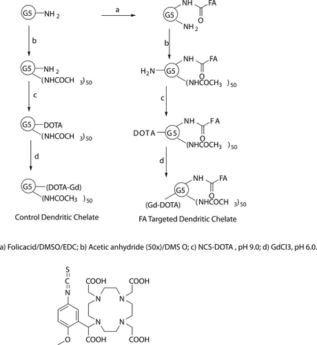 Scheme 1 The synthesis of control (Gd[III]-DOTA-G5) and FA targeted dendritic chelate (Gd[III]-DOTA-G5-FA). After conjugation of 4.5 (on average) of folic acid molecules to G5 PAMAM dendrimer (a), 50 of the primary amine groups were acetylated (b), the remaining primary amines conjugated with bifunctional NCS-DOTA (c) and complexed with GdCl3.6H2O (d). The structure of the DOTA-NCS used for conjugation of contrast agents (lower panel).