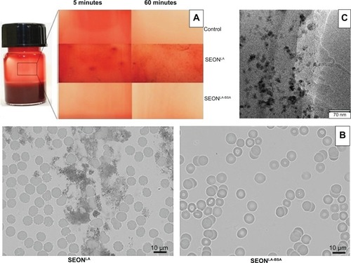 Figure 8 Investigations on the stability of SEONLA and SEONLA-BSA in human whole blood (A) ethylenediaminetetraacetic acid-stabilized whole blood with or without particles after 5 and 60 minutes. The pictures were taken after gentle shaking of the sample. (B) Microscopic images (magnification 1,100-fold) of SEONLA and SEONLA-BSA in blood after 30 minutes of incubation. (C) TEM image of particle clusters of SEONLA-BSA after separation of the cellular blood compounds.Note: The particle clusters are still visible with an aggregate diameter and shape similar to the measurements in pure water.Abbreviations: SEONLA, lauric acid-coated ferrofluid; SEONLA-BSA, bovine serum lauric acid/albumin hybrid-coated ferrofluid; TEM, transmission electron microscopy.