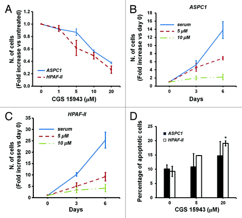 Figure 5. In vitro activity of caffeine and CGS 15943 on PDAC cell lines. (A) ASPC1 and HPAF-II cells were treated for 72 h with the indicated concentrations of caffeine and CGS 15943 in the presence of serum and cell number was assessed by counting. Data are expressed as fold change vs. untreated cells and are means ± s.e.m. of n = 2–4 (ASPC1) and 2–5 (HPAF-II) independent experiments. (B and C) ASPC1 (B) and HPAF-II (C) cells were incubated with 5 μM or 20 μM CGS 15943 in the presence of serum. The number of cells was determined by cell counting after 3 and 6 d of incubation. Data are expressed as fold increase over number of cells at day 0 (start treatment) and are means ± s.e.m. of n = 4 (B) and n = 3–4 (C) independent experiments. (D) ASPC1 and HPAF-II cells were treated for 72 h with the indicated concentrations of CGS 15943 in serum-containing medium. The number of surviving cells was assessed by flow cytometry using Annexin V-conjugated FITC and PI stain. Data are means ± s.e.m. of n = 3 independent experiments. *P < 0.05.