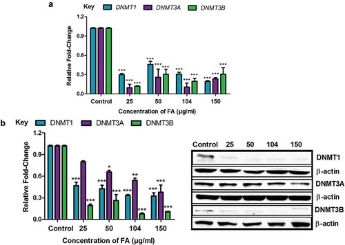 Figure 2. The effect of FA on DNA methyltransferases in HepG2 cells. (a) RNA isolated from control and FA-treated HepG2 cells were reverse transcribed into cDNA and analyzed by qPCR. Fusaric acid significantly decreased the mRNA expression of DNMT1, DNMT3A, and DNMT3B in HepG2 cells. (b) Protein expression of DNMT1, DNMT3A, and DNMT3B were determined by Western blot. Fusaric acid decreased the protein expression of DNMT1, DNMT3A, and DNMT3B in HepG2 cells. Results are represented as mean fold-change ± SD (n = 3). Statistical significance was determined by one-way ANOVA with the Bonferroni multiple comparisons test (*p < 0.05, **p < 0.005, ***p < 0.0001).