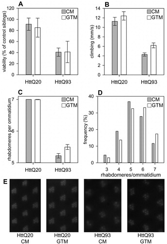 Figure 1 Green Tea Infusion does not affect overall Toxicity but ameliorates neurodegenerative Phenotypes of Flies expressing mutant Htt. A. Relative viability of flies expressing Htt with an elongated polyQ repeat (Httex1p-Q93) is significantly reduced (P=0.00379, two-way ANOVA) compared to that of control flies expressing Htt with a short polyQ repeat (Httex1p-Q20). Reduced viability of Httex1p-Q93 flies is not rescued by green tea supplementation. CM: control medium, GTM: green tea containing medium. Viability of Htt expressing flies is shown as the ratio of eclosed transgene expressing flies in percent of non-expressing control siblings, error bars represent SEM, n (vials/flies): Q20 CM=6/325, Q20 GTM=6/384, Q93 CM=6/411, Q93 GTM=7/300. B. Httex1p-Q93 flies have significantly reduced (P=6.39×10−8, two-way ANOVA) climbing ability compared to Httex1p-Q20 control siblings, and motor performance is significantly (P=0.015, two-way ANOVA) enhanced by green tea supplementation, however, this effect is not specific for Httex1p-Q93 expression. Bars show the average distance climbed vertically per seconds, error bars represent SEM. C. In the eyes of six-day-old Httex1p-Q93 expressing adults significantly fewer (P=2×10−16, two-way ANOVA) visible rhabdomeres are present per ommatidium than in similarly treated Httex1p-Q20 control. Green tea supplementation significantly ameliorates degeneration of photoreceptor neurons (P=0.01, two-way ANOVA), and this effect is specific for mutant Huntingtin (interaction P=0.0039, two-way ANOVA). Bars show the average of the average number of rhabdomeres per ommatidium in inspected eyes, error bars represent SEM. D. In the retina of Httex1p-Q93 expressing Drosophila kept on GTM medium the percentage of ommatidia with 6 or 7 intact rhabdomeres is increased compared to ommatidia of flies kept on CM medium (P=0.0076, Chi-squared test). Bars represent the frequency of ommatidia containing the indicated number of rhabdomeres. E. Representative images of retina of flies expressing mutant (HttQ93) or control (HttQ20) Huntingtin kept on CM or GTM medium. In healthy retina, seven visible rhabdomeres are present in each ommatidium.