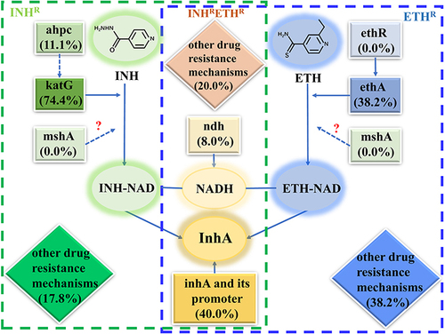 Figure 1 Action and resistance mechanisms of isoniazid and ethionamide in Mycobacterium tuberculosis.