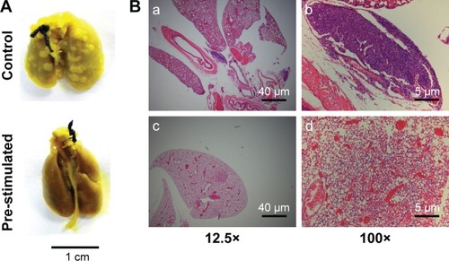 Figure 8 Histological evaluation of lung metastasis in nude mice with or without pre-stimulation by CuS@SiO2 NPs. (A) General observation of metastasis tumors in the lungs of control mice and stimulated mice. (B) Hematoxylin–eosin staining of lung metastasis at low magnification (a, c) and high magnification (b, d). Nests of tumors were observed.Abbreviation: NP, nanoparticle.