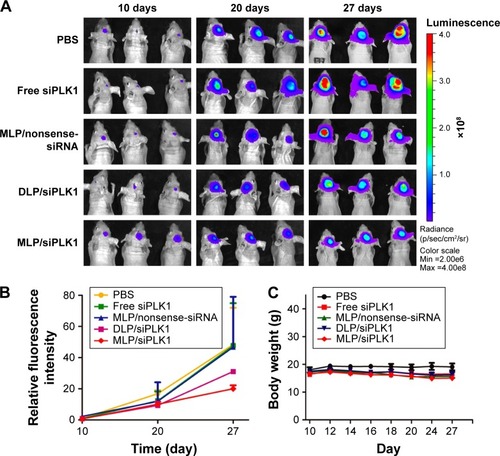 Figure 11 Living imaging and body weight of C6-GFP-luci tumor–bearing mice.Notes: (A) Living imaging of C6-GFP-luci tumor–bearing mice of different groups after treating with liposome/siPLK1 at a dose of 1 mg kg−1. n=5. (B) Relative fluorescence intensity of C6-GFP-luci tumor–bearing mice. (C) Body weight of C6-GFP-luci tumor–bearing mice.Abbreviations: DLP, Bis(palmitoyloxy)-3-(dimethylamino)propane liposomes; MLP, O′1,O1-(3-(dimethylamino)propane-1,2-diyl) 16-bis(2-(2-methyl-5-nitro-1H-imidazol-1-yl)ethyl) di(hexadecanedioate) liposomes; GFP, green fluorescent protein; siPLK1, polo-like kinase 1 siRNA; PBS, phosphate-buffered saline; siRNA, small interference RNA.