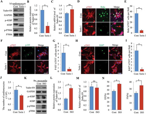 Figure 5. The expression of Tudor-SN in mouse myocardia is regulated by the mTORC1 signalling pathway. (A–C) 1d mouse primary cardiomyocytes were isolated and treated with 250 nmol/L of Torin 1 for 24 h. The protein levels of Tudor-SN and other indicated proteins of the mTORC1 pathway were detected by Western blotting and analysed by ImageJ (2X) software. The mRNA level of Tudor-SN was analysed by qRT-PCR. Data are presented as the mean ± SEM (n = 3 independent experiments), and unpaired two-tail t-tests were used (*p < 0.05, ns, no significance). (D, F, H) 1d mouse primary cardiomyocytes were treated with 250 nmol/L of Torin 1 for 24 h and the proliferative ability of cardiomyocytes was detected by immunofluorescent staining with anti-cardiac troponin T (cTNT, red), an antibody to mark cardiomyocytes, as well as with anti-BrdU, anti-p-H3, and anti-Ki67 (green) (antibodies for marking proliferation). DAPI (blue) was used as a nuclear counterstain. The scale bar denotes 50 μm. (E, G, I) Quantitative analysis of BrdU+/cTNT+ cells, p-H3+/cTNT+ cells, and Ki67+/cTNT+ cells per field in (D, F, H), respectively. Data are presented as the mean ± SEM (five mice/group, n = 3 independent experiments), and unpaired two-tail t-tests were used (*p < 0.05). (J) The 1d mouse primary cardiomyocytes (1 × 104 cells) were seeded in 24-well plates and treated with 250 nmol/L of Torin 1 for 24 h, then the number of cells was counted and analysed. Data are presented as the mean ± SEM (five mice/group, n = 3 independent experiments), and unpaired two-tail t-tests were used (*p < 0.05). (K–M) The 8 w mice were treated with 30 mg/kg of ISO via intraperitoneal injections for 24 h, and normal saline was used as the control. The protein expression of Tudor-SN and other indicated proteins of the mTORC1 pathway in myocardia were detected by Western blotting and analysed by ImageJ (2X) software; the mRNA level of Tudor-SN was analysed by qRT-PCR. Data are presented as the mean ± SEM (one mice/group, n = 3 independent experiments), and unpaired two-tail t-tests were used (*p < 0.05, ns, no significance). (N) Cardiac function was measured by echocardiography after mice were treated with ISO or normal saline. Data are presented as the mean ± SEM (five mice/group, n = 3 independent experiments), and unpaired two-tail t-tests were used (*p < 0.05). EF, ejection fraction; FS, fractional shortening