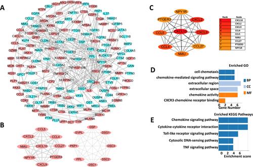 Figure 2 PPI networks of ODEGs and hub genes analysis (A) the PPI network of the ODEGs, Red and blue indicate upregulated and downregulated genes, respectively. (B) The two modules extracted from the PPI network with the highest score. (C) The 9 hub genes were analyzed using CytoHubba. (D and E) GO function and KEGG pathway analysis of hub genes.