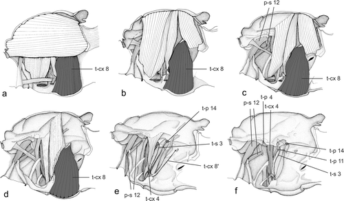 Figure 2a–f. Direct flight muscles of the mesothorax of Ephemeroptera (Siphlonurus aestivalis). Muscle homology after Willkommen Citation2008 (modified after Willkommen Citation2008).