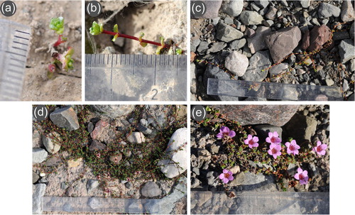 Fig. 2 Variation in shoot size and architecture of Saxifraga oppositifolia plants growing on the gradient on the Hørbye glacier foreland: (a) seedling with less than 1 cm2 cover in the initial succession stage (9 years since deglaciation); (b) a small sterile plant in the initial succession stage (9 years since deglaciation); (c) a more advanced sterile plant with longer shoots (11 years since deglaciation); (d) a loose tuft forming plant with few flowers (13 years since deglaciation); (e) a dense tuft forming flowering plant (18 years since deglaciation).