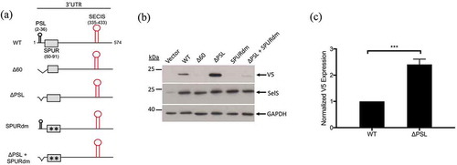 Figure 2. The proximal region of the SelS 3′ UTR contains elements that affect V5 expression. a. Schematic representation of the SelS-V5/UGA construct and the different 3′ UTR mutants (Δ60, ΔPSL, SPURdm, and ΔPSL+SPURdm). b. Representative Western blot of lysates from McArdle 7777 cells transfected with vector only or SelS-V5 constructs that contained different mutant 3′ UTRs. Lysates were resolved on SDS-PAGE, transferred to PVDF membrane, and immunoblotted for V5, followed by stripping and reprobing for SelS and GAPDH. c. Quantification of the relative V5 expression from the wild-type and ΔPSL constructs. V5 signals were normalized to SelS and GAPDH signals. Normalized V5 levels are expressed relative to wild-type. ***; p < 0.001. Data represents results from three independent experiments.