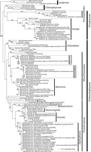 Fig. 2. Phylogenetic placement of chlorophyte photobionts of Verrucariaceae. The tree was obtained using a maximum-likelihood analysis of a two-gene dataset (rbcL–nuSSU). Lichenized algal strains are indicated by the addition, in parentheses, of the name of the corresponding lichen-forming fungus. They all belong to the family Verrucariaceae, except for Cladonia grayi, Icmadophila ericetorum, Lobaria linita, Racodium rupestre, Stictis urceolatum and Xanthoria parietina. For the Verrucariaceae, the collection numbers follow the fungal names. Bootstrap values >70% are indicated above or below the branches. Photobionts with identical sequences are represented by a single taxon in the phylogeny with the names and collection numbers of each lichen indicated.