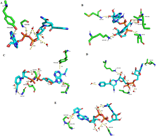 Figure 5 Visualization of 3D interactions against InhA protein. (A) Interaction between the reference ligand Inh-NAD and the inhA protein. (B) Interactions between NADH and InhA protein. (C) Interaction between ligand (CID:25176455) and inhA protein. (D) Interaction between ligand (CID:91754233) and InhA protein. (E) Interaction between ligand (CID:101256471) and InhA protein.
