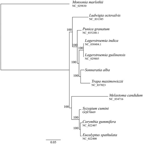 Figure 1. Maximum likelihood (ML) phylogenetic tree based on complete chloroplast genome sequences of Sonneratia alba and other nine species from the order Myrtales using Monsonia marlothii of Geraniaceae as an outgroup. Numbers on branches are bootstrap support value based on 100 iterations.