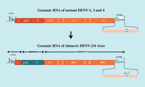 Figure 4. LAV Delta 30 vaccine candidate.The tetravalent dengue vaccine LAV Delta 30 (or TV003) is composed of four mutants DENV-1 to DEN-4 which contain a deletion of 30 nucleotides (∆30) in the domain II of the 3ʹNTR of their genomic RNA. mutant DENV-4 virus ∆30 was used as a backbone to generate a chimeric DENV-2 virus ∆30 by substitution of the prM and E genes.