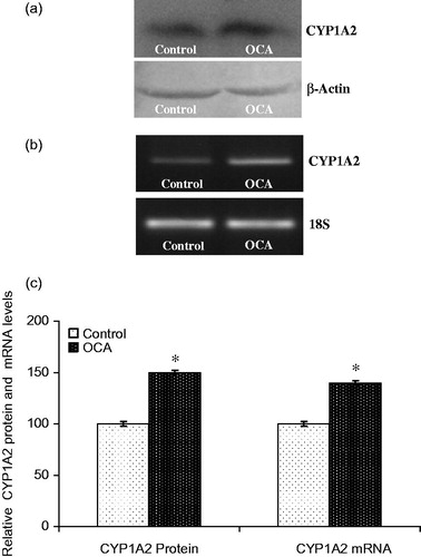 Figure 3. Effects of o-coumaric acid (OCA) on CYP1A2 protein and mRNA levels in HepG2 cells. Representative images for (a) immunoblot and (b) RT-PCR (agarose gel) results showing CYP1A2 protein and mRNA expression, respectively. (c) Comparison of CYP1A2 protein and mRNA levels among experimental groups. The bar graphs represent the relative intensity of the bands obtained from western blotting and RT-PCR. The experiments were repeated at least three times. *Significantly different from the respective control value (p < 0.05).