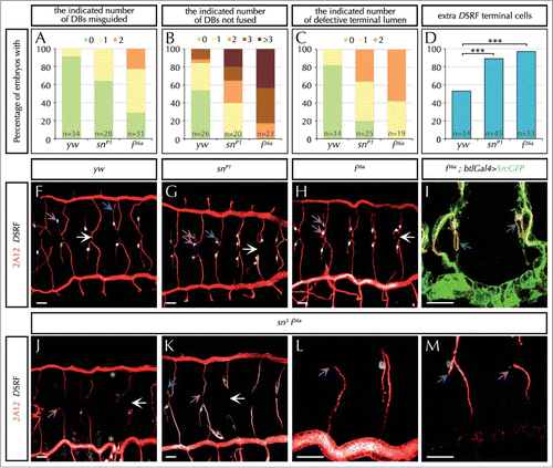 Figure 1. The actin-bundling protein Forked is required during tracheal system development. (A–D) Percentage of embryos with the indicated number (in different colors) of dorsal branches (DBs) misguided (A), unfused DBs (B), terminal intracellular lumen misguided or bifurcated (C), or with extra DSRF-terminal cells (D). n is the total number of fixed embryos analyzed. Note that f mutant embryos (f36 FBal0003950) display stronger defects than sn mutants (snP1. FBal0035641) in all aspects analyzed. ***P < 0,001 analyzed by Fisher's exact test (http://www.langsrud.com/fisher.htm#INTRO). (E–G) Confocal projections of fixed control (yw) (E), snP1 (F) and f36a (G) embryos at the end of embryogenesis stained with the luminal marker 2A12 (red) that labels the tracheal tree and the terminal cell marker DSRF (white). (H) Close-up of two DBs of a f36a; btlGal4 UAS-srcGFP mutant labeled with 2A12, DSRF and GFP (which highlights cell morphology due to the membrane marker Src fused to GFP under the control of the breathless (btl)-Gal4 tracheal driver). (I–L) Confocal projections of fixed sn3f36a embryos (FBst0306268) stained with 2A12 (red) and DSRF (white). (K–L) are close-ups of two DBs of different embryos. White arrows point to the presumptive point of fusion between contralateral DBs at the dorsal midline. Blue arrows point to the intracellular terminal lumen of terminal branches. Note that terminal lumina correctly extends ventrally in control embryos (E), but often turn dorsally (F and H) or hardly extend (J and L) in mutant conditions. Purple arrows point to the individual (E), extra (F-H) or missing (I-L) DSRF-expressing cells of DB in different conditions. Yellow asterisks (I) indicate missing DBs. In all cases yw was used as the control. Scale Bar: 15 μm.