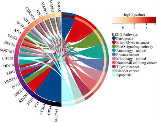 Figure 6 The signaling pathways of ferroptosis-related genes targeted by ATF3. The circle plot was generated by Kyoto Encyclopedia of Genes and Genomes (KEGG) analysis using DAVID V6.8.