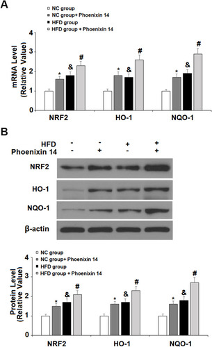 Figure 6 Administration of phoenixin 14 increases the hepatic expression of antioxidant regulators in NAFLD mice. (A) mRNA of NRF2, HO-1, and NQO-1; (B) Protein of NRF2, HO-1, and NQO-1 (*, &P<0.05, vs vehicle group; #P<0.01 vs HFD group).