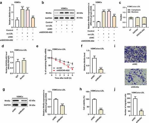 Figure 2. The relationship between DOCK9-AS2 and Wnt5a. (a) VSMCs were treated with ox-LDL and transfected with shNC or shDOCK9-AS2, and the relative mRNA level of Wnt5a in VSMCs was detected using qRT-PCR. (b) The protein expression of Wnt5a in VSMCs was measured by Western blot. (c) The distribution of DOCK9-AS2 was assessed by nucleocytoplasmic separation experiment. (d) The direct interaction between DOCK9-AS2 and Wnt5a was assessed by RIP assay. (e) The remaining Wnt5a mRNA with the prolonging of time when ox-LDL-induced VSMCs were transfected with shNC/shDOCK9-AS2. (f) In ox-LDL-induced VSMCs, relative mRNA level of Wnt5a after interference with Wnt5a was assessed by qRT-PCR. (g) The protein level of Wnt5a after interference with Wnt5a was assessed by Western blot. (h) Cell proliferation was detected by CCK-8 assay. (i-g) Cell migration was analyzed by transwell assay. ** P < 0.01, *** P < 0.001 vs. the control group; ### P < 0.001 vs. the ox-LDL group.