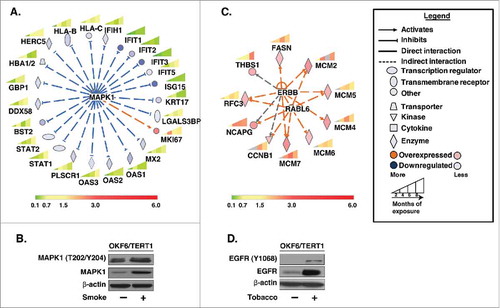 Figure 5. Bioinformatics analysis of dysregulated proteins in smoke and tobacco exposed cells A. Ingenuity pathway analysis of proteins significantly dysregulated (p < 0.05) in cigarette smoke exposed cells B. Western blot analysis of phospho MAPK1 (T202/Y204) and total MAPK1 levels in smoke exposed (8 months) cells compared to parental cells. β-actin was used as loading control C. Ingenuity pathway analysis of proteins significantly dysregulated (p < 0.05) in chewing tobacco exposed cells D. Western blot analysis of phospho EGFR (Y1068) and total EGFR levels in chewing tobacco exposed (8 months) cells compared to parental cells. β-actin was used as loading control.