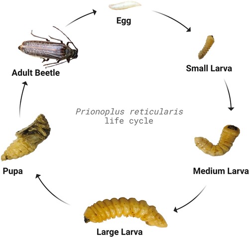 Figure 2. Representative developmental stages of Prionoplus reticularis (egg, small-, medium-, and large- larva, pupa, and adult beetle) derived from Kavle (Citation2023).
