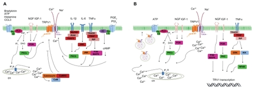Figure 2 Regulation of transient receptor potential vanilloid 1 function and expression by proinflammatory mediators. A) Acute post-translation modification of transient receptor potential vanilloid 1 function. Activation of phospholipase C/protein kinase C, protein kinase A, calmodulin-dependent protein kinase, and other intracellular signaling cascades increase transient receptor potential vanilloid 1 activity and cytosolic Ca2+ levels. B) Increase of transient receptor potential vanilloid 1 expression by proinflammatory agents. Rapid receptor translocation to the cell surface from the vesicular reservoir (left side). Long-term upregulation of protein levels by transcription/translation process (right side).