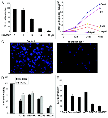 Figure 1. HO-3867 inhibits BRCA1 ovarian cancer cell proliferation. (A) Clonogenic assay of BRCA1-mutated ovarian cancer cells treated with increasing concentrations of HO-3867 for 24 h (1, 5, 10 and 20 µM). There is a significant decrease in the percentage of cell colonies in a dose response progression (left panel). (B) After treatment with increasing concentrations of HO-3867 (1, 5, 10, 20 µM) at serially sequential times (12, 24, 48 h) cells were collected and counted. Cell counts were significantly decreased starting with the 5 µM concentration. After 24 h treatment with 20 µM there were no viable cells remaining. (C) Conformation of decreased proliferation was performed with immunohistochemistry staining with DAPI. This demonstrated that cells treated with 10 µM of HO-3867 showed a significant decrease in the number of proliferating cells. (D) MTT assay of four ovarian cancer cell lines (A2780, A2780R, SKOV3 and BRCA1-mutated cells) treated with HO-3867 or STATTIC. While all cell lines showed significant decreased viability, this was most observed in the BRCA1-mutated cells. (E) Of interest HO-3867 showed more of an effect than the potent STAT3 inhibitor STATTIC. E, MTT assay of BRCA1-mutated cells with different treatments [Curcumin, cisplatin (CP), PARP-inhibitor (ABT), STATTIC and HO-3867]. While all treatments decreased cell viability the most dramatic effect was seen in the HO-3867 treatment group.