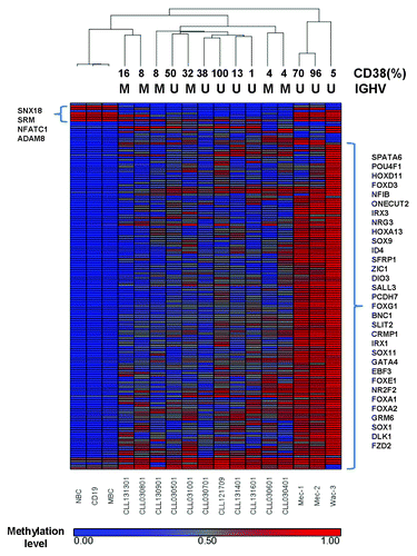Figure 4. Cluster analysis of 160 genes that associated with DMRs in the 5′ end regulatory regions (see text). The average methylation values of each DMR were subjected to hierarchical clustering with Pearson dissimilarity and average linkage method in Partek Genomics Suites. The IGHV mutation status and CD38 expression of each sample are given above the heatmap.