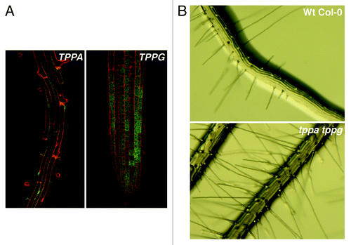Figure 3. The role of TPPA and TPPG during the development of root epidermal cells in Arabidopsis seedlings. (A) Promoter TPP::GUS-GFP lines show TPPA and TPPG expression in atrichoblasts of root elongation and root meristematic zones, respectively. (B) The root of Wt Col-0 seedlings consists of files with trichoblasts and atrichoblasts, while the root epidermis of the tppa tppg double mutant is restricted to files with trichoblasts.