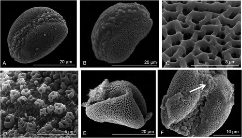 Figure 3. Scanning electron micrographs of Prototulbaghia. (A) Pollen grains of Prototulbaghia siebertii in its distal polar-equatorial view. (B) Pollen grains of Prototulbaghia sp. nov. in its distal polar-equatorial view. (C–F) Prototulbaghia siebertii. (C) Reticulate surface ornamentation of the sexine. (D) Pila visible on the sulcus membrane. (E) Dehydrated pollen grain. (F) Sulcus membrane forming the tip of the triangle (indicated by white arrow).