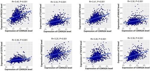 Figure 5. Positive correlation of CDKN2A with immunosuppressive markers in MM microenvironment. Immunosuppressive markers PDCD1 (PD-1), CTLA4, FOXP3, HHLA2, CD70, TMIGD2, TNFSF9, and IL5 are positively correlated with the expression levels of CDKN2A in the microenvironment of MM.