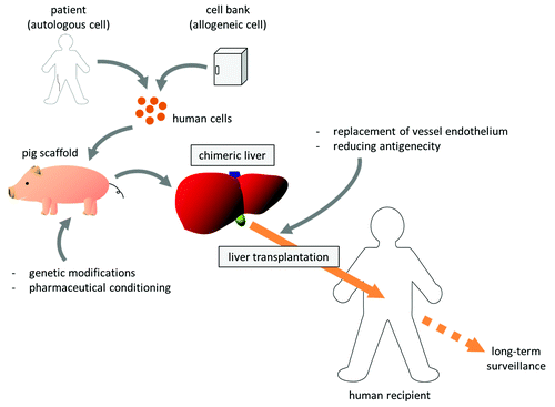 Figure 1. Clinical strategy of chimeric liver development and transplantation.