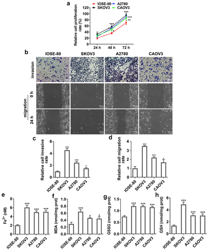 Figure 2. The migration, invasion and ferroptosis in ovarian cancer. The human normal ovarian cell line IOSE-80 and multiple ovarian cancer cells (SKOV3, A2780 and CAOV3) were used for analysis. (a) Cell proliferation was detected using CCK-8 assay. (b-d) The invasion ability and migration ability of different cell lines were measured by Transwell assay and wound-healing assay, respectively. The content of (e) Fe2+, (f) MDA, (g) GSSG and (h) GSH were detected using their corresponding commercial kits. *p < 0.05, **p < 0.01, and ***p < 0.001 vs IOSE-80.