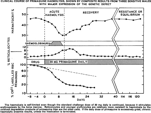 Figure 6. Graph illustrates development of tolerance to primaquine in three otherwise healthy African–American subjects with A −  variant of G6PD deficiency. After an initial haemolytic anaemia, reticulocytemia followed and in turn haematocrit returned to normal. The subjects then maintained effective normal blood profiles despite receiving daily doses of 30 mg primaquine for 120 days. Reproduced from CitationRef. 65 with permission of the Bulletin of the World Health Organization.
