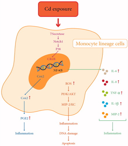 Figure 2. Proinflammatory effects of cadmium on monocyte lineage. Cd induces inflammation, DNA damage and apoptosis through different mechanisms. ROS: reactive oxygen species; COX2: cyclooxygenase-2; PGE2: Prostaglandin E2; PI3K/AKT: Phosphatidylinositol-3-Kinase and Protein Kinase B; MIP-2: macrophage inflammatory protein 2-alpha; IL-6: interleukin 6; IL-8: interleukin 8; TNF- α: Tumor necrosis factor alpha; IL-1β interleukin 1 beta.
