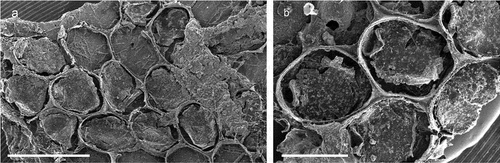 Figure 8. ?Chartella sp. (a) Colony. (b) Autozooids. Scale: (a) 1 mm; (b) 500 µm.