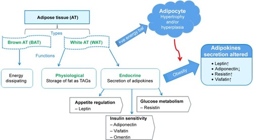 Figure 2 Adipose tissue structure and function and the pathophysiology of obesity.Notes: During positive energy balance, increase in adipocyte number or size in the WAT leads to the development of obesity and WAT dysfunction. Adipocyte size is reduced during energy restriction or starvation, which leads to normalization of WAT function. ↑ and ↓ arrows indicate the increase and decrease of adipokines during obesity development.Abbreviations: +ve, positive; AT, adipose tissue; bal, balance; bat, brown adipose tissue; TAGs, triacylglycerols; WAT, white adipose tissue.