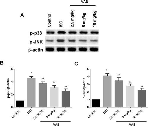 Figure 6 Western blot analysis of effect of VAS on MAPK pathway. (A) Western blot of p-p-38 and p-JNK; quantitative analysis of (B) p-p38 and (C) p-JNK. Values represent the mean ± SEM and are representative of three independent experiments. *P < 0.05 vs control; **P < 0.01 vs ISO.