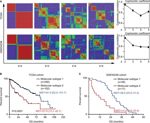 Figure 2 Molecular subtype identification by NMF consensus clustering in TCGA and GSE54236 cohorts.Notes: (A) NMF clustering using all the 774 prognostic signature genes. Left: the clustering results using k=2–5 are shown for TCGA cohort and GSE54236 cohort. Right: the cophenetic correlation coefficient under corresponding k values. For both cohorts, optimal number of classifications were chosen with k=2, with highest cophenetic correlation coefficients and most harmonious models. The OS difference between the two molecular subtypes in (B) TCGA cohort and (C) GSE54236 cohort is illustrated. The P-values were calculated by log-rank test.Abbreviations: NMF, non-negative matrix factorization; MST, median survival time; OS, overall survival; TCGA, The Cancer Genome Atlas.