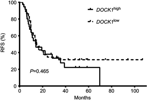 Figure S1 Kaplan–Meier curves of relapse-free survival (RFS). There is no difference between DOCK1high group and DOCK1low group in the length of RFS.