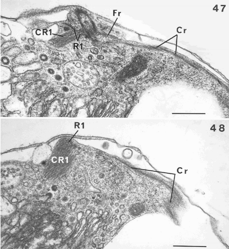 Figs 47–48. Flagellar root structure in Ochrosphaera neapolitana. Figs 47, 48. Serial sections of root (R1) and the microtubular plate, the crystalline root (CR1) and the contractile root (Cr). Fig. 47. Section through the junction of R1 with the fibrous root (Fr), and the localisation of the Cr under the plasmalemma close to the flagellar bases. Fig. 48. Section showing microfilaments joined to the microtubules after the fusion of R1 and Fr. R1 is sectioned transversely. Scale bars represent 0.5 µm.