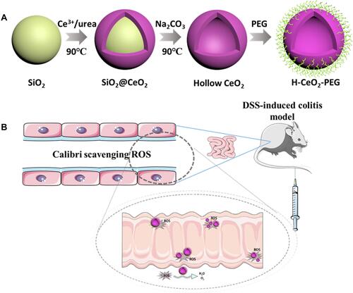 Figure 1 (A) Graphical representation of the preparation procedure of H-CeO2-PEG composites. (B) Schematic illustration of the effect of H-CeO2-PEG on DSS-induced colitis in mice.