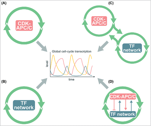 Figure 1. Models for the global control of cell-cycle transcription. (A) The CDK-APC/C network functions as an autonomous oscillator and drives the cell-cycle transcriptional program. (B) The network TFs drive the cell-cycle transcriptional program without CDK-APC/C input. (C) The TF network and CDK-APC/C network can function independently, but are coupled to drive the cell-cycle transcriptional program. (D) CDK-APC/C and TF networks are highly connected and act as a single network to control the cell-cycle transcriptional program. In models (B)-(D), periodic input from CDK-APC/C is not required for oscillations of the transcriptional program.