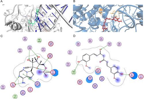 Figure 2 (A) Overlay of curcumin (lime green sticks) and remdesivir (blue sticks) in the RNA dependent RNA polymerase PDB code 7bv2. (B) docking of curcumin in (RdRp) PDB code 7bv2. (C) 2D illustration of the interaction mode of remdesivir on RNA dependent RNA polymerase PDB code 7bv2. (D) 2D illustration of the mode of binding of curcumin on RNA dependent RNA polymerase PDB code 7bv2.